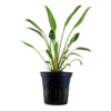 Cryptocoryne x willisii