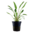 Cryptocoryne x willisii