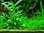 Cryptocoryne x willisii
