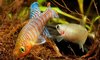 Nothobranchius Rachovii Casal