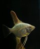 Pterophyllum Scalare Bulgarian Green