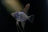 Pterophyllum Scalare Bulgarian Dark