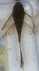 Ancistrus sp. Long Fin