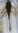 Ancistrus sp. Long Fin