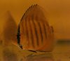 Discus Red Scriblet 5-6cm