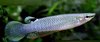 Aplocheilus affinis (var. azul)