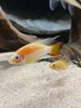 Apistogramma Viejita Gold