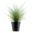 Eleocharis Parvula