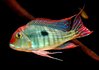 Geophagus Tapajo Red Head