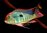 Geophagus Tapajo Red Head