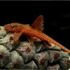 Rineloricaria Red