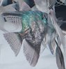 Pterophyllum Scalare Pinoy Green