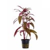 Alternanthera Sessilis