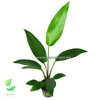 Anubias Hastifolia