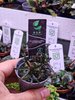Bucephalandra Sp Mini Red