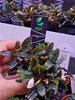 Bucephalandra Sp