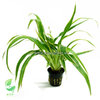 Chlorophytum Bichetii