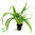 Chlorophytum Bichetii