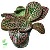 Fittonia Vermelha