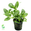 Fittonia Verde
