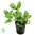 Fittonia Verde