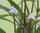 Hygrophila Thai