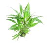 Hygrophila Thai