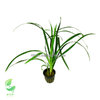 Ophiopogon Gigantea
