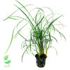 Ophiopogon Japonica