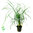 Ophiopogon Japonica