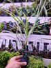 Ophiopogon Variegata