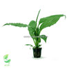 Lirio de la paz - Spathiphyllum verde