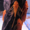 Ancistrus Sp. Super Red Long Fin