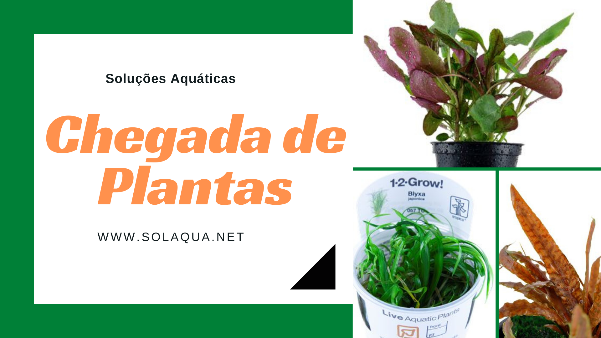 Chedava_de_plantas