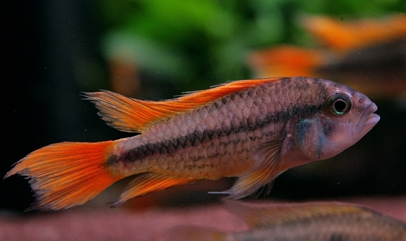 Apistogramma-cacatuoides-var.-Orange-Flash_ml