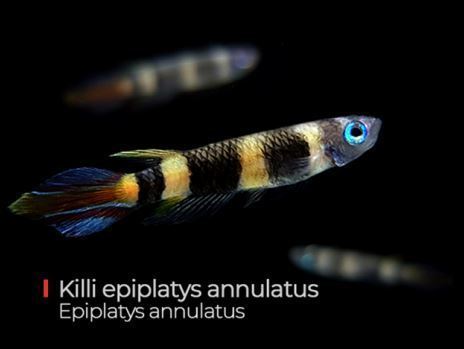 annulatus